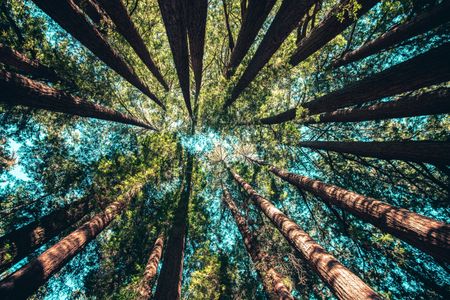 Forest bathing is no walk in the park