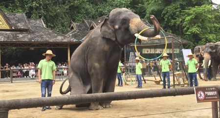 Endangered wild animals traded by commercial Asian zoos