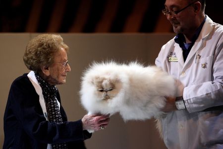 Pawsers of note: the show cats