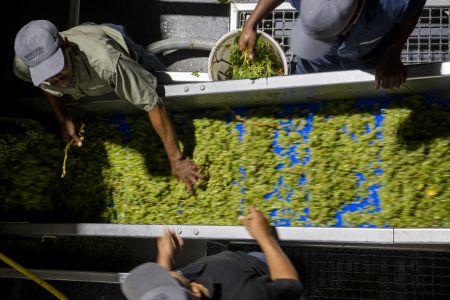 Vintage gold, tariff cold: SA wine’s perfect harvest meets Trump’s cold shoulder