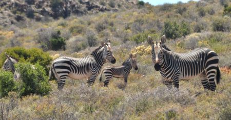 Stallion earns his stripes in Cape mountain zebra ‘genetic rescue’ project