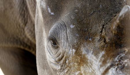 Namibia: Bizarre death of a rhino protector