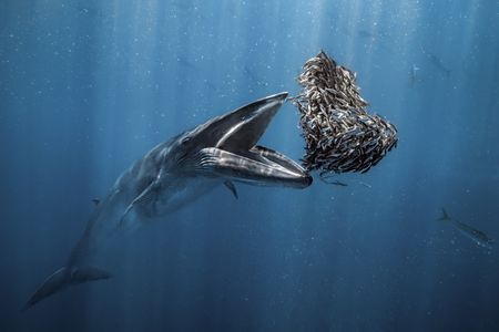 Beneath the Surface: Exploring the beauty and mystery of the deep ocean