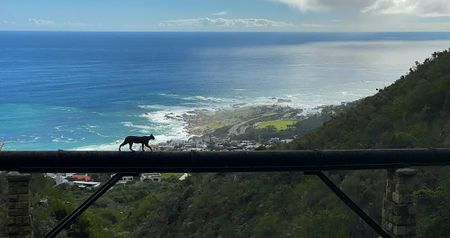 Study reveals Cape Town’s caracals have metal pollutants in their blood — a critical environmental warning