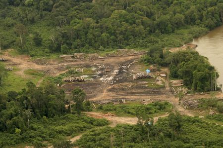 Brazil exported thousands of shipments of unauthorized wood from Amazon port