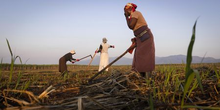 Heala’s attack on SA Canegrowers contains misinformation and jeopardises small-scale farmers