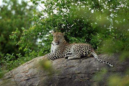 SA needs to preserve the equivalent of Kruger Park each year to meet UN goals