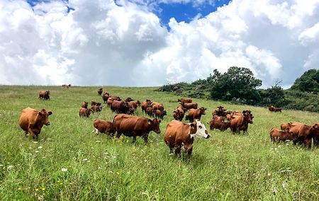 After the Bell: Free-range means there’s room to roam? Don’t believe everything you read