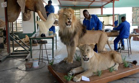 Hunting and wildlife trade will save our wildlands, not CITES trade bans - experts argue