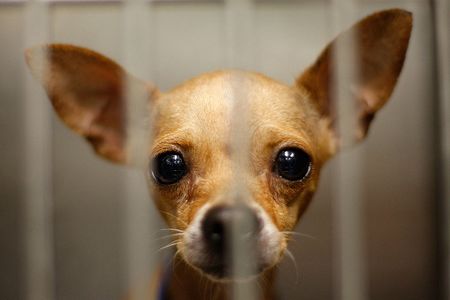 Consider these factors before adopting a pet during the pandemic