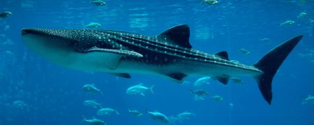 In deep: From barbel fishing to basking sharks
