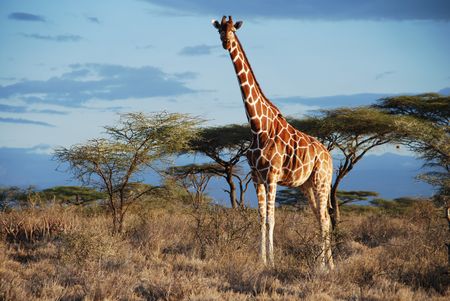 New study confirms four distinct giraffe species, unlocking crucial insights for conservation efforts