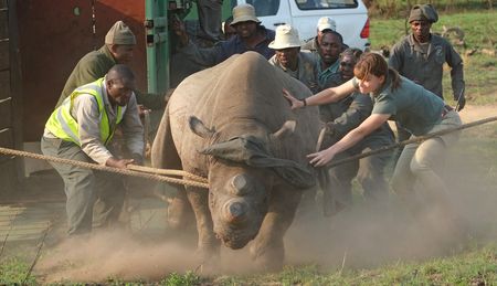 Orphaned black rhinos get a second shot at life after being moved to new home