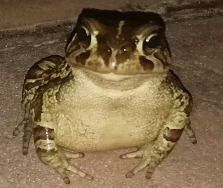 Roads not toads: Endangered species at risk after go-ahead for road through Noordhoek wetland