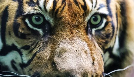Op-Ed: South Africa exporting hundreds of Asian tigers to Asia