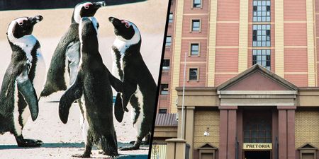 African penguin litigation – draft settlement reached days before landmark case is heard in high court