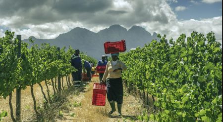 Embattled wine industry corked by persistent rolling blackouts
