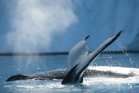 Sex, birth and whalesong: life on the humpback highway