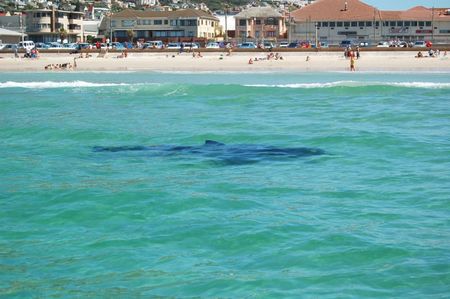 Shark deterrent device may cut attacks by 60%
