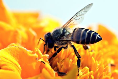 The critical role honeybees play in SA’s agricultural economy and biodiversity