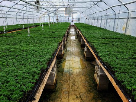 Medical cannabis offers huge opportunities, but there are hurdles to clear