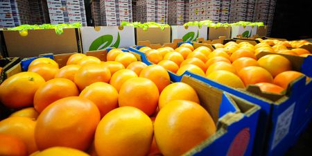 SA agricultural exports remained robust in second quarter of the year