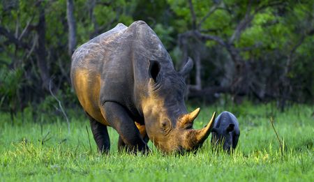 Op-Ed: Rhino hunting is not compatible with conservation