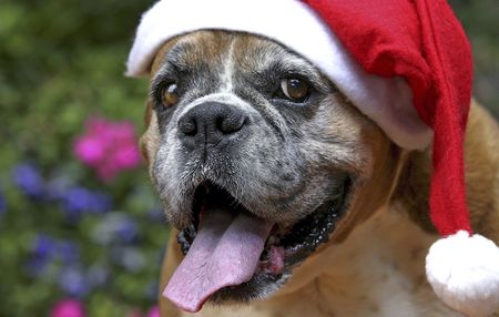 Be wary of stray dogs and cats during your festive season travels