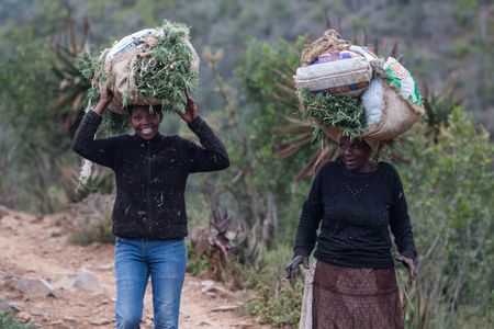 ‘People feel betrayed’: Small-scale dagga growers fear exclusion from legal trade