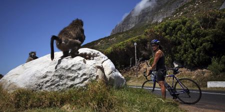 From the wilds of Mana Pools to the urban fringes of Cape Town: Lessons learnt from living with baboons