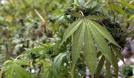 The Cannabis Chronicles: Dramatis personae, part II