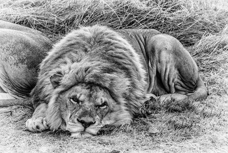 South African law is failing to protect its wildlife