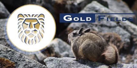 Loaded for Bear: Gold Fields now has almost 80 staff overseeing its chinchilla relocation project  