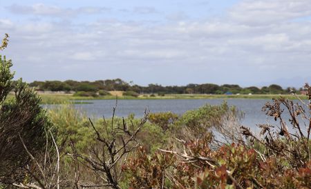 Reviving Princess Vlei — how local communities are transforming Cape Town's wetland ecosystem