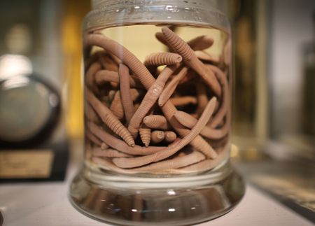 In defence of worms