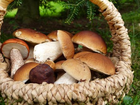 Mucking about with mushrooms