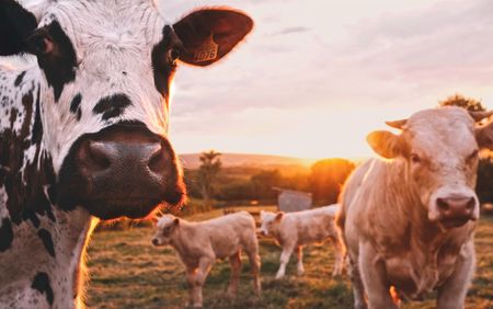 Steenhuisen ups ante on biosecurity, demands action to curb spread of foot-and-mouth disease