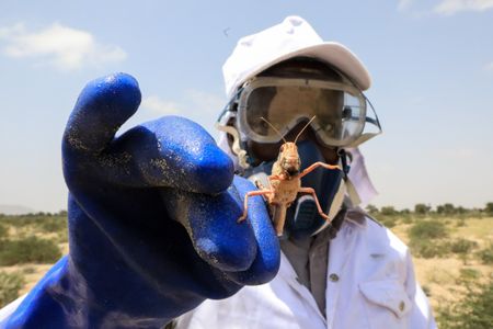 East Africa locust swarms gather as coronavirus curbs delay pesticides