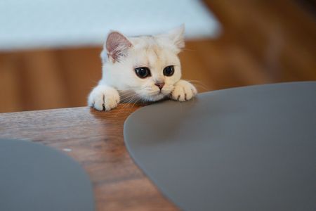 Why mourning a pet can be harder than grieving for a person