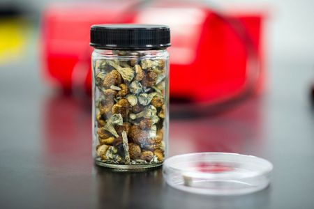 Magic mushrooms: A Wild Coast journey