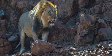 ‘We had no part in hunting Mwezi the lion’ - WildVeld Safaris