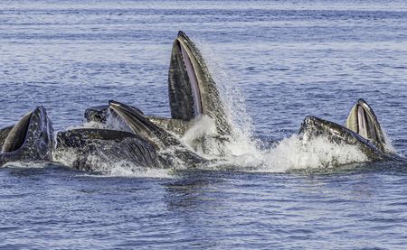 Africa must help steer the endangered High Seas Treaty out of dire straits