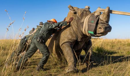 Truckloads of hope arrive in KZN as 40 rhinos are dropped off at Munywana conservancy