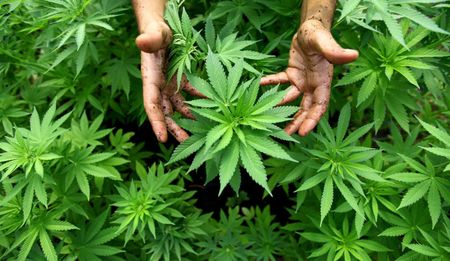 Dagga smoking an entry point to more serious drugs - Cele