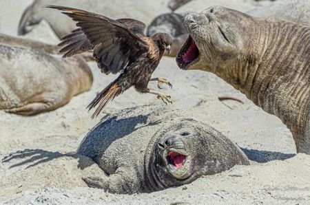 2022 Nature Conservancy photo contest winners – wildlife and water