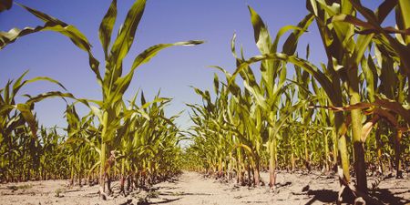 Weather brightens SA grain industry but land issue casts political and Trumpian clouds