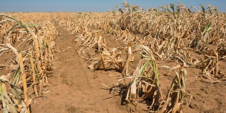 SA’s GDP growth wilts as agriculture suffers fall of almost 30%