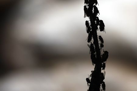 Sustain our Africa: From maggots to marketing