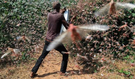 New breeding swarms of desert locusts pose major threat to food security in Horn of Africa and Yemen