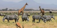 From gourds to satellites: A Maasai-inspired model for reweaving Kenya’s rangelands